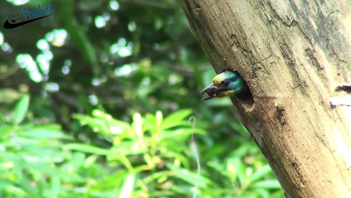 Beautiful wild birds: The parent birds feeding their young birds #6