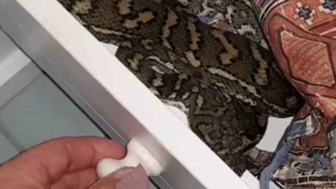 Snake Catcher Discovers Carpet Python Hiding in Bathroom Drawer