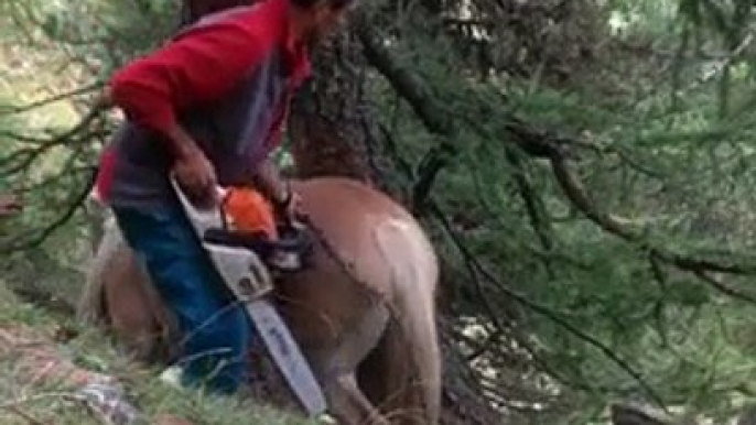 Sauvetage d'un cheval coincé entre 2 arbres à coups de tronçonneuse !