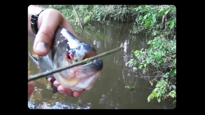 Ces 2 poissons ont les mâchoires les plus puissantes du monde : Piranha Scissors vs. Puffer Fish Slicers