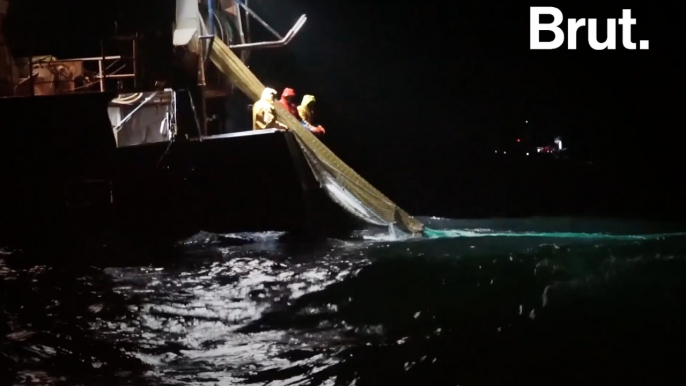 Les dauphins, victimes collatérales de la pêche dans le Golfe de Gascogne