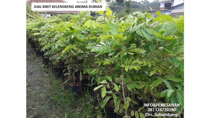 0813'28720280 Jual Bibit Kelengkeng Aroma Durian Unggulan