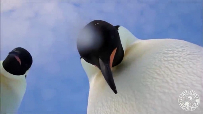 Quand 2 manchots tombent sur une GoPro