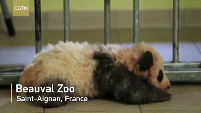 First French-born giant panda cub takes his first steps