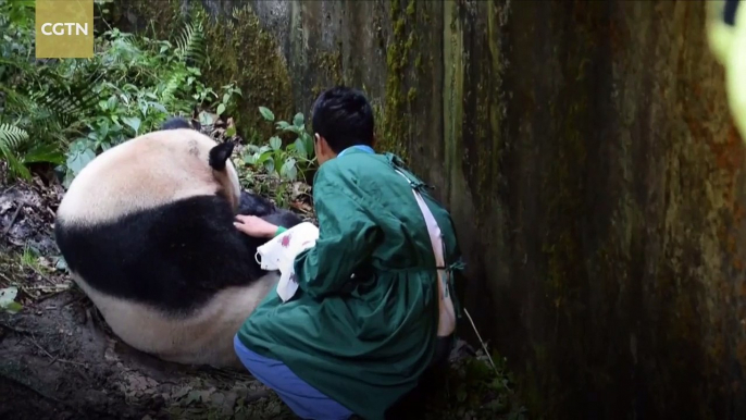 Unprecedented panda birth signals success for wild release program