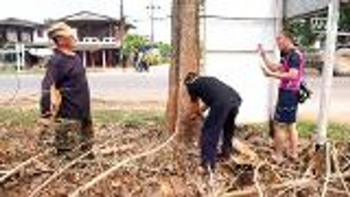 Thai police allege old trees along road deliberately killed