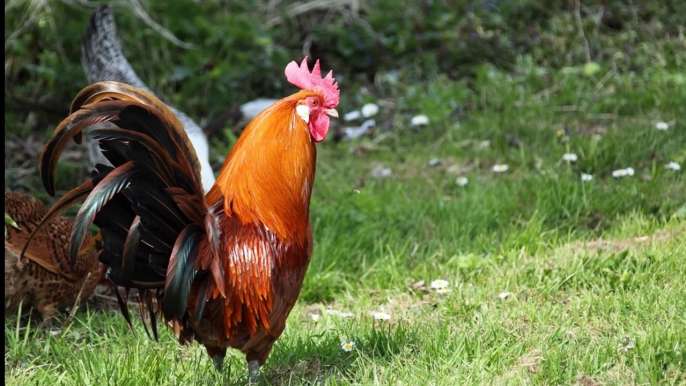 Os passarinhos para crianças - Ensinando os nomes dos animais para crianças