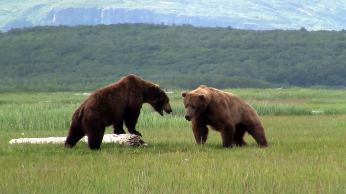 Battle Of The Giant Alaskan Grizzlies, grizzly vs grizzly, alaska