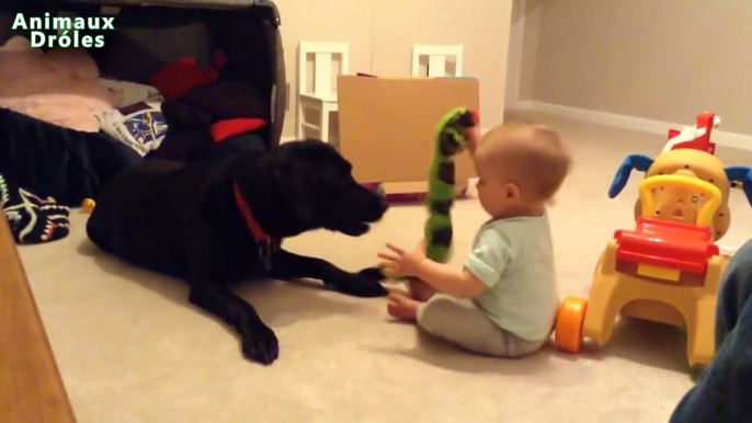 Bébés mignons jouant avec Chiens Labrador - Chiens Amour Bébés Compilation [HD VIDEO]