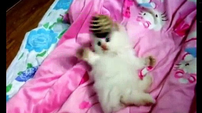 Cute Kittens Compilations 2018