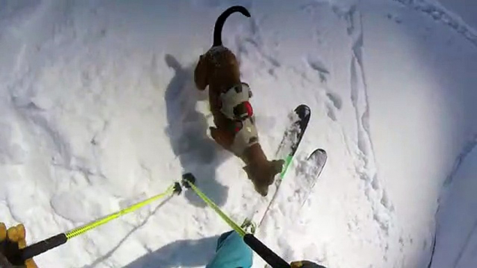 Ce skieur part en hors piste avec son chien... et il adore la poudreuse