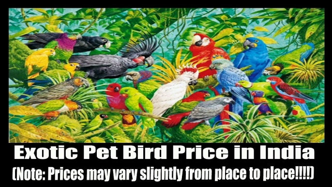 All Pet Birds Prices in India - Parrots and Parakeets