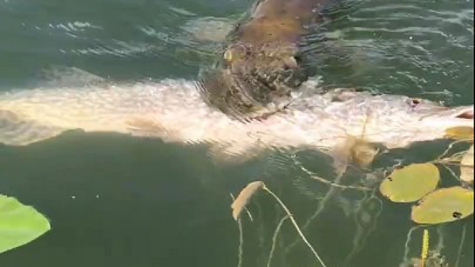 Un poisson vraiment trop gourmand essaie de manger un autre poisson aussi gros que lui