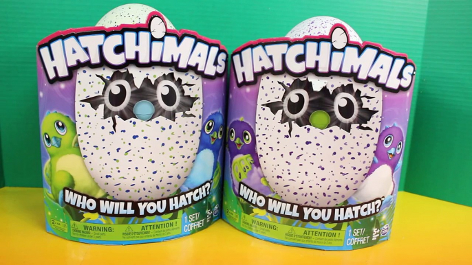 Hatchimals Blue And Green Intering Dancing Hatching Eggs Who will you hatch
