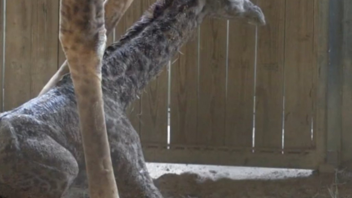 Brevard Zoo's New Baby Giraffe Takes First Steps
