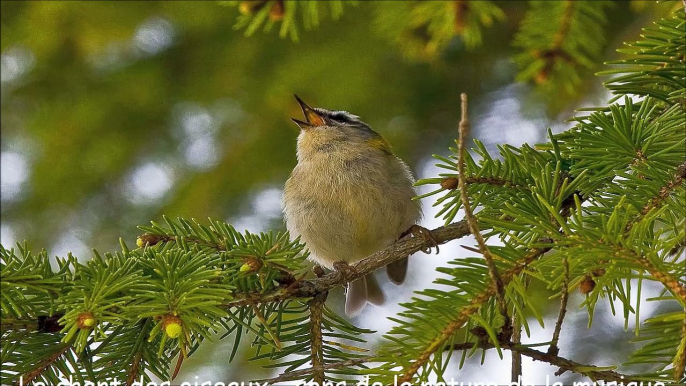 Le chant des oiseaux - sons de la nature de la musique pour la méditation - gazouillis des oiseaux - 30 minutes