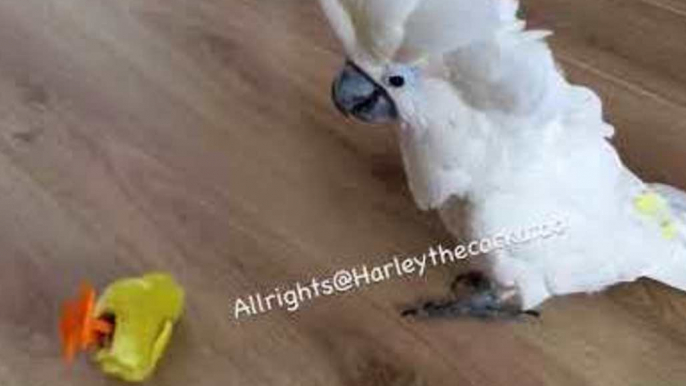 Harley the Cockatoo Destroys Fake Chicks