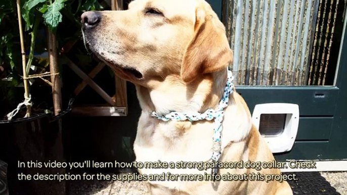 How To Make A Strong Paracord Dog Collar - DIY Crafts Tutorial - Guidecentral