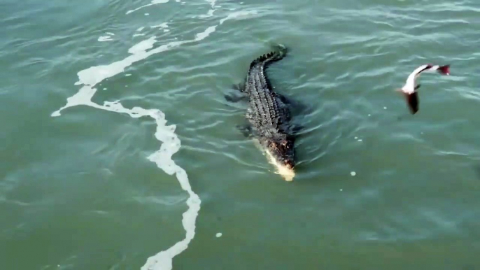 Un crocodile et un requin veulent manger le même poisson