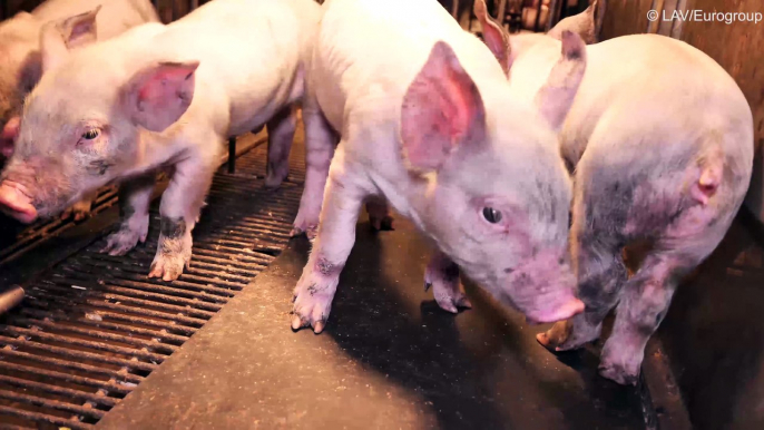 Des associations de protection des animaux diffusent une vidéo insoutenable sur la vie des animaux servant à fabriquer l