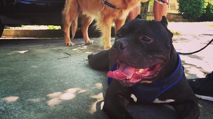 When this woman adopted a pit bull, he was so scared and shut down. But then she figured out the BEST way to make him feel better