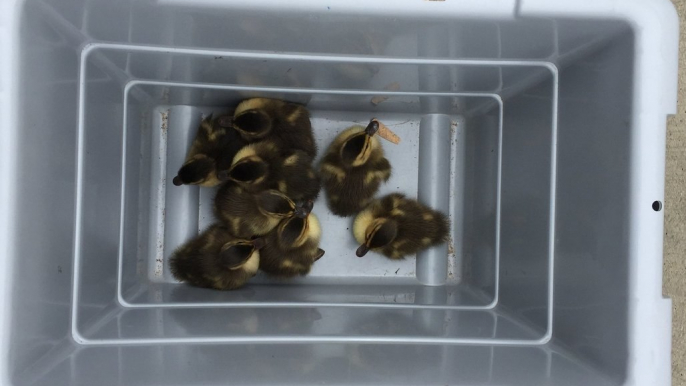 Texas Firefighters and Police Team Up to Save Orphaned Ducklings Stuck in Storm Drain