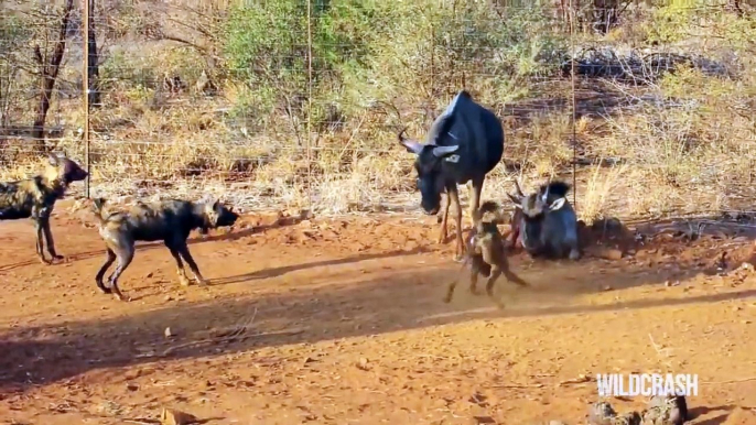 Most Amazing Wild Animal Attacks: Buffalo vs Wild Dogs!