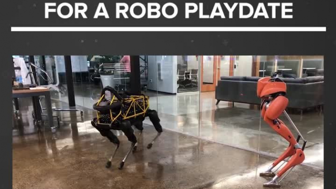 Agility Robotics vs Boston Dynamics: Which Walking Robot is Better?