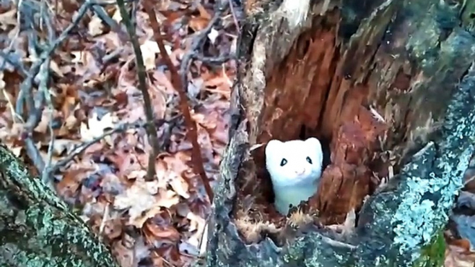 Cette petite hermine blanche joue à cache-cache... Adorable