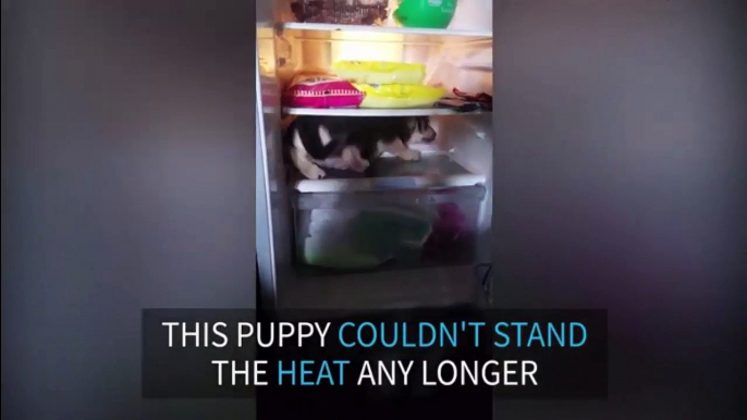 Pup hides in fridge to escape the heat!