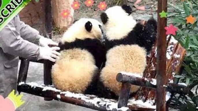 Delighted Pandas Enjoy Their Snow Day on a Swing