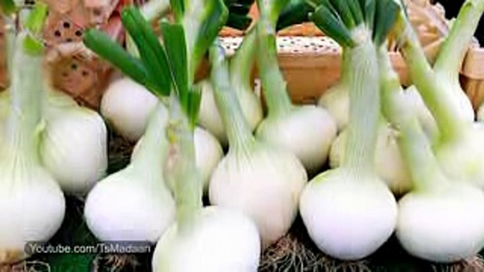 Benefits  of  Eating Raw Onion