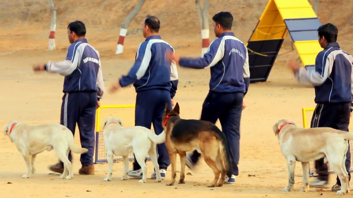 Trained Indian  Dogs Video | India |  Dog Video