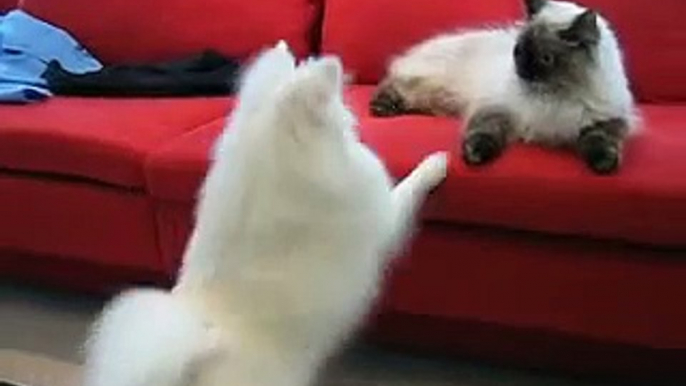 Cute Dog-Cat fight Video