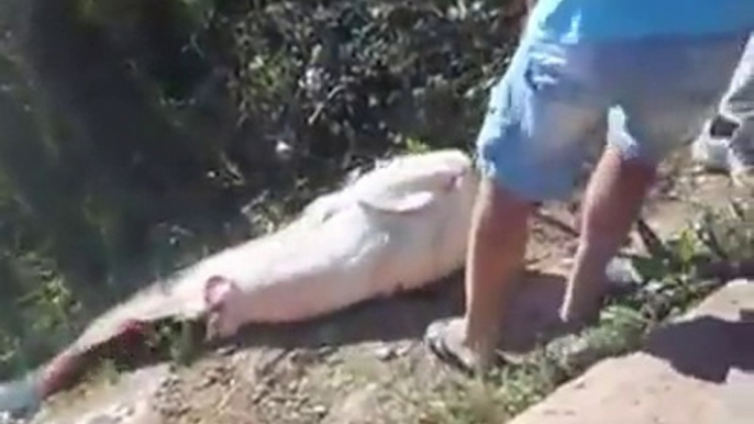 Il peche un silure de plus de 2m dans une rivière. Poisson géant