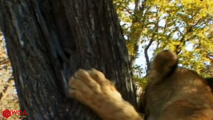 Amazing Lion Cubs Defend His Brother From Python Hunting _ Animals Hero