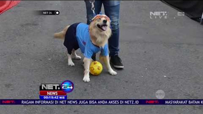 Adu Fashion dan Ketangkasan Anjing di Fashion Show Anjing Yogyakarta - NET 24