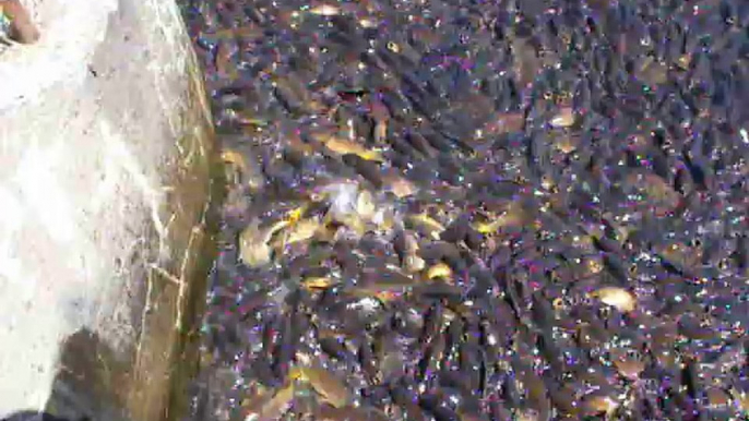 Des milliers de poissons coincés dans un barrage