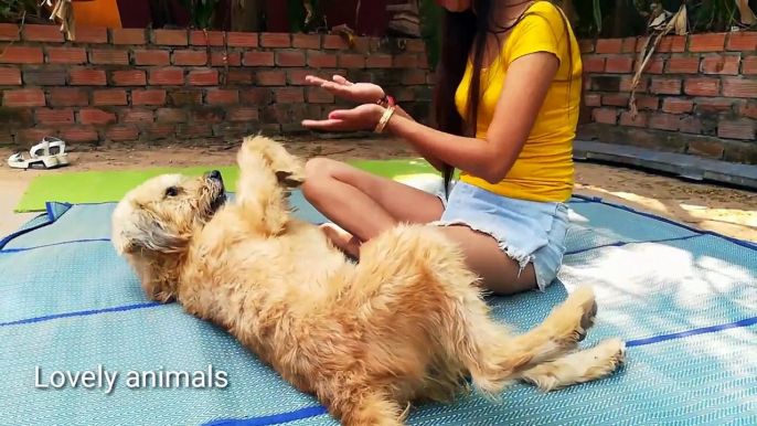 Beautiful girl massage to group cute dogs-training dog how to massage
