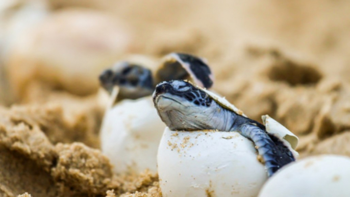 Green Turtles Hatch on New South Wales' North Coast