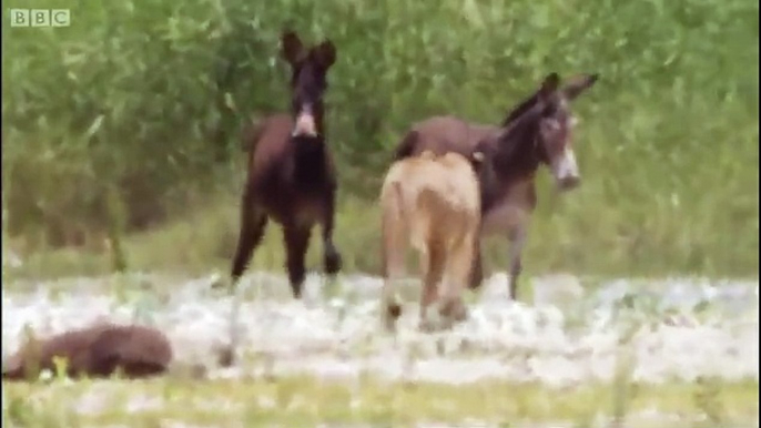 Lions hunting donkeys  BBC