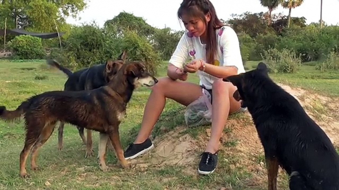 Funny dog and girl playing at home | Amazing girl playing with groups of baby cute dog par