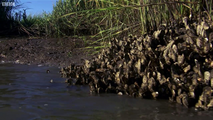 Dolphins Beach Themselves To Feed The Hunt BBC Earth