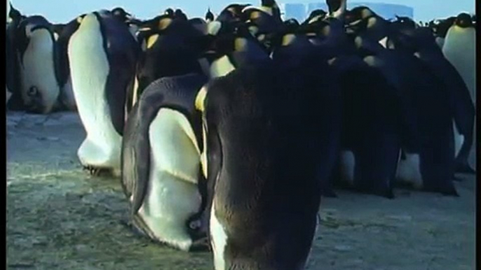 Heartbreaking! Death of an Orphan Baby Penguin Life in the Freezer BBC