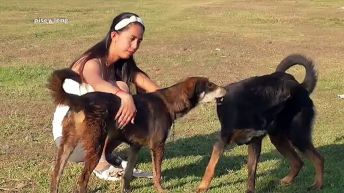 Lovely amazing girl playing with groups of baby cute dog - funny cute dog part 16