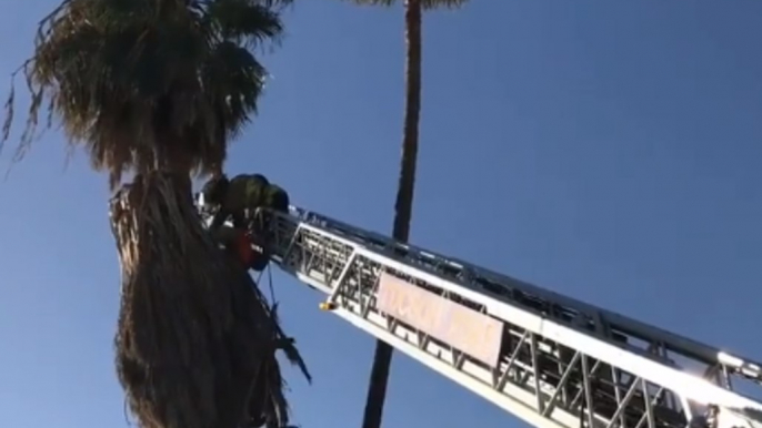 Tucson Firefighters Stage Daring Rescue of Man Trapped in Palm Tree