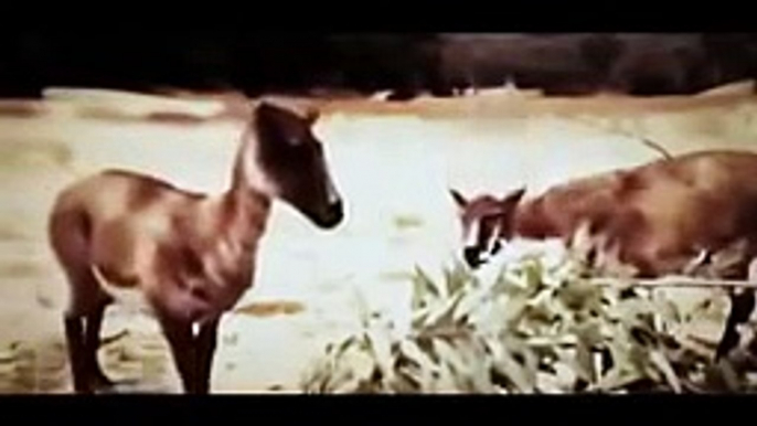 *DOCUMENTALES DE ANIMALES   JABALÍ BESTIAL,DOCUMENTALES COMPLETOS EN ESPAÑOL,DOCUMENTALES,VIDEO