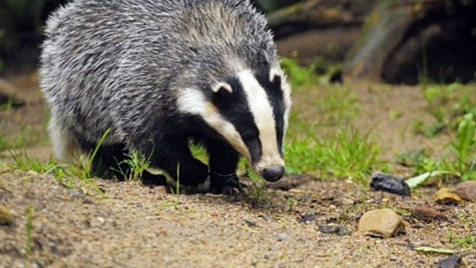 LBC Radio - Nick Ferrari at Breakfast 2May18 - Dominic Dyer discusses Badger cull policing & criminal gangs selling badgers for dog baiting