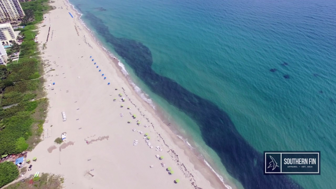 Des milliers de poissons forment une sorte de marée noire en bord de plage en Floride