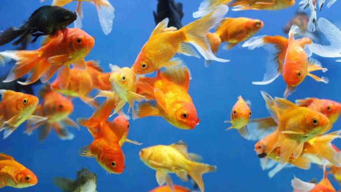 Tout savoir sur les poissons d’eau douce